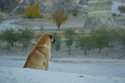 kralj-koji-se-htio-ubiti